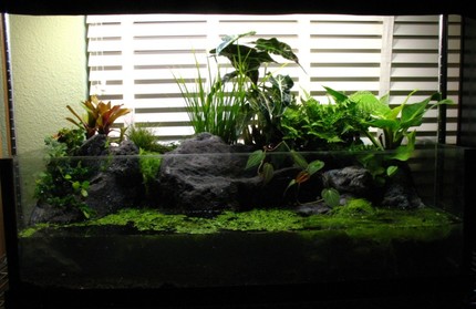 build tank vivarium tutorials diy using canister filters